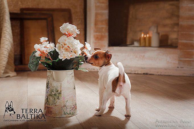 #тойфокстерьер #амертой #террабалтика #toyfoxterrier #terrabaltika #puppies #kennel