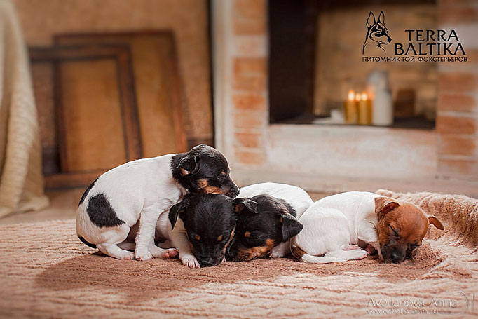 #тойфокстерьер #амертой #террабалтика #toyfoxterrier #terrabaltika #puppies #kennel