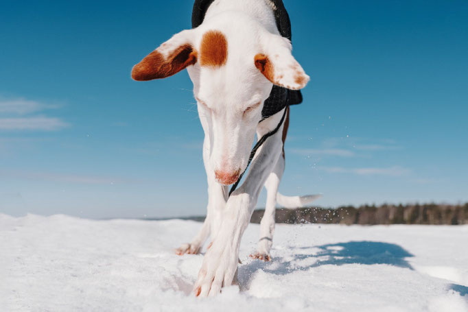 Поденко ибиценко, ибицкая борзая, ивисская борзая, ибизан, Podenco Ibicenco, Ibizan Hound, Terra Baltika, Терра Балтика