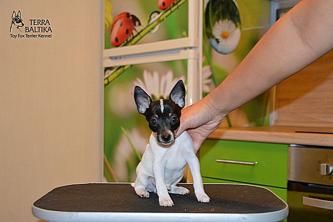 #тойфокстерьер #амертой #террабалтика #toyfoxterrier #terrabaltika #puppies #kennel