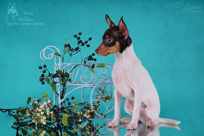 #тойфокстерьер #амертой #террабалтика #toyfoxterrier #terrabaltika #puppies #kennel