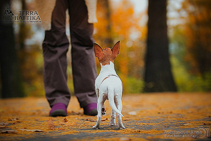 #тойфокстерьер #амертой #террабалтика #toyfoxterrier #terrabaltika #puppies #kennel