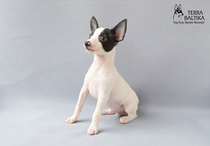#тойфокстерьер #амертой #террабалтика #toyfoxterrier #terrabaltika #puppies #kennel
