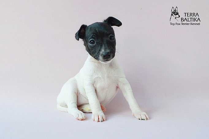 #тойфокстерьер #амертой #террабалтика #toyfoxterrier #terrabaltika #puppies #kennel