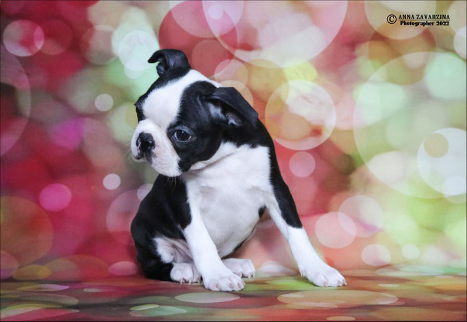 Бостон терьер, бостонский терьер, Boston terrier, щенки бостона, питомник бостон терьеров, Terra Baltika, Терра Балтика
