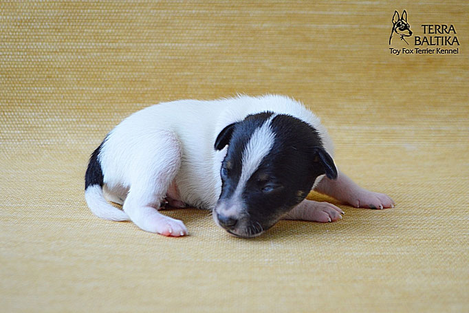 #тойфокстерьер #амертой #террабалтика #toyfoxterrier #terrabaltika #puppies #kennel
