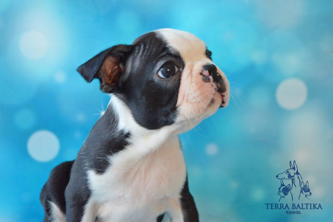 бостон терьер, бостонский терьер, boston terrier, бостон, щенки бостона, питомник бостонов
