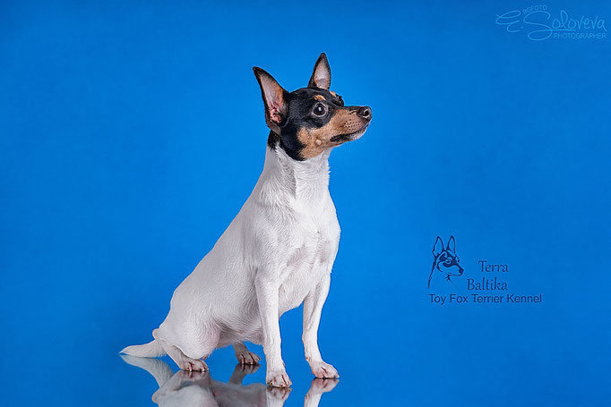 #тойфокстерьер #амертой #террабалтика #toyfoxterrier #terrabaltika #puppies #kennel