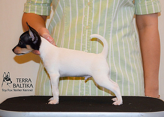 #тойфокстерьер #амертой #террабалтика #toyfoxterrier #terrabaltika #puppies #kennel