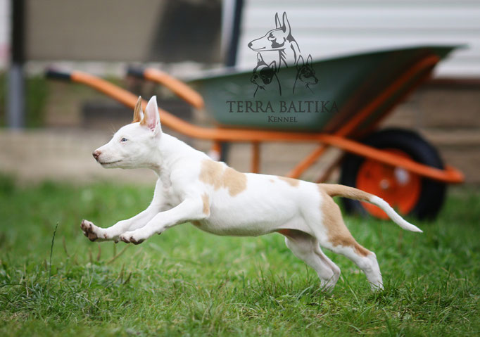 Поденко ибиценко, ибицкая борзая, ивисская борзая, ибизан, Podenco Ibicenco, Ibizan Hound, Terra Baltika, Терра Балтика