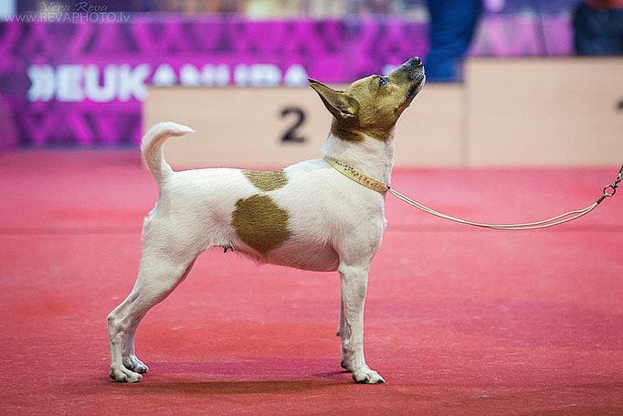 #тойфокстерьер #амертой #террабалтика #toyfoxterrier #terrabaltika #puppies #kennel