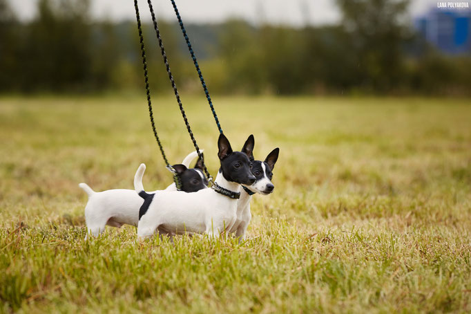 #тойфокстерьер #амертой #террабалтика #toyfoxterrier #terrabaltika #puppies #kennel