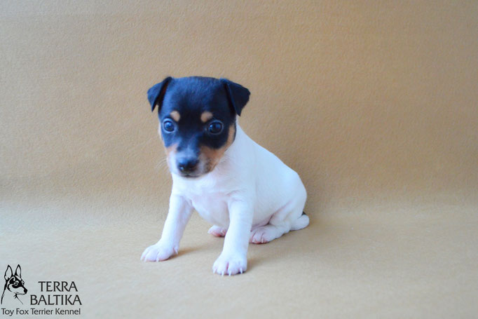 #тойфокстерьер #амертой #террабалтика #toyfoxterrier #terrabaltika #puppies #kennel #маленькаясобака #минипорода #маленькаяпородасобак #собачканамаленькихножках #американскийтойфокстерьер #тойфокс #americantoyfoxterrier