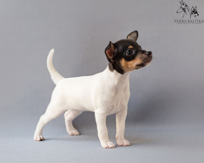 #тойфокстерьер #амертой #террабалтика #toyfoxterrier #terrabaltika #puppies #kennel