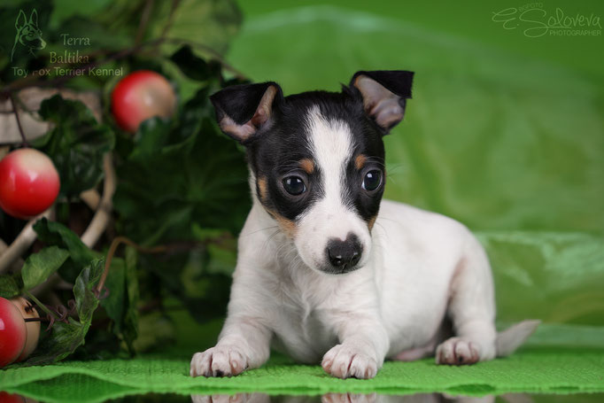 #тойфокстерьер #амертой #террабалтика #toyfoxterrier #terrabaltika #puppies #kennel