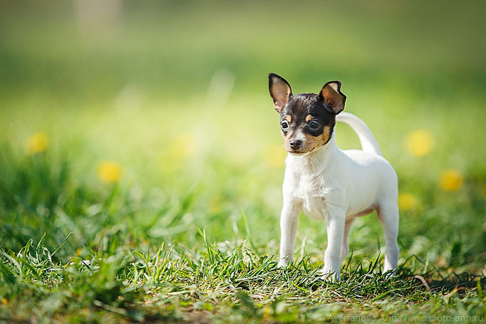 #тойфокстерьер #амертой #террабалтика #toyfoxterrier #terrabaltika #puppies #kennel