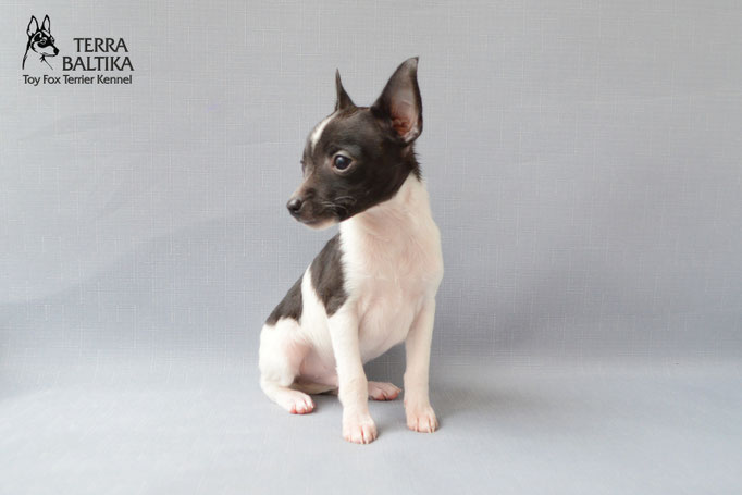 #тойфокстерьер #амертой #террабалтика #toyfoxterrier #terrabaltika #puppies #kennel