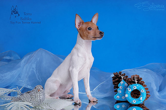 #тойфокстерьер #амертой #террабалтика #toyfoxterrier #terrabaltika #puppies #kennel