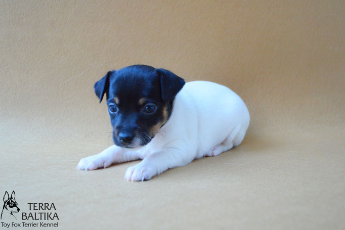 #тойфокстерьер #амертой #террабалтика #toyfoxterrier #terrabaltika #puppies #kennel #маленькаясобака #минипорода #маленькаяпородасобак #собачканамаленькихножках #американскийтойфокстерьер #тойфокс #americantoyfoxterrier