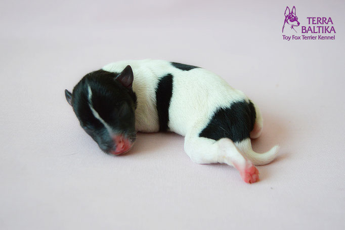 #тойфокстерьер #амертой #террабалтика #toyfoxterrier #terrabaltika #puppies #kennel