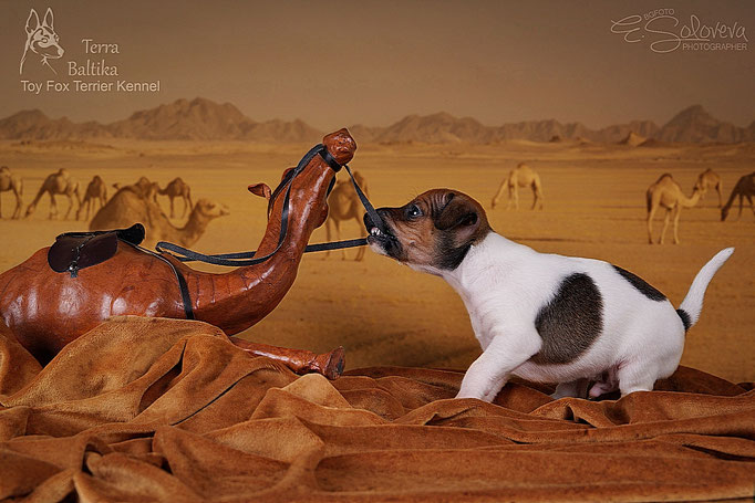 #тойфокстерьер #амертой #террабалтика #toyfoxterrier #terrabaltika #puppies #kennel
