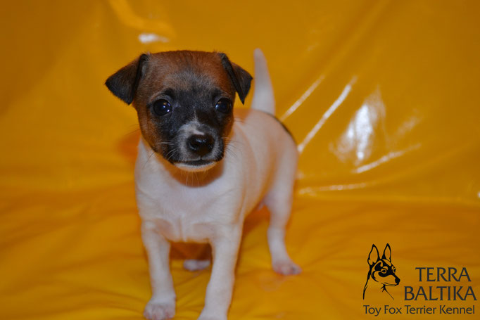 #тойфокстерьер #амертой #террабалтика #toyfoxterrier #terrabaltika #puppies #kennel