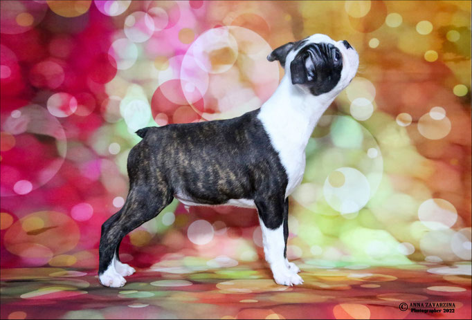 Бостон терьер, бостонский терьер, Boston terrier, щенки бостона, питомник бостон терьеров, Terra Baltika, Терра Балтика