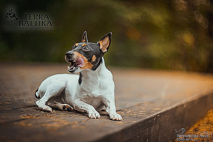 #тойфокстерьер #амертой #террабалтика #toyfoxterrier #terrabaltika #puppies #kennel