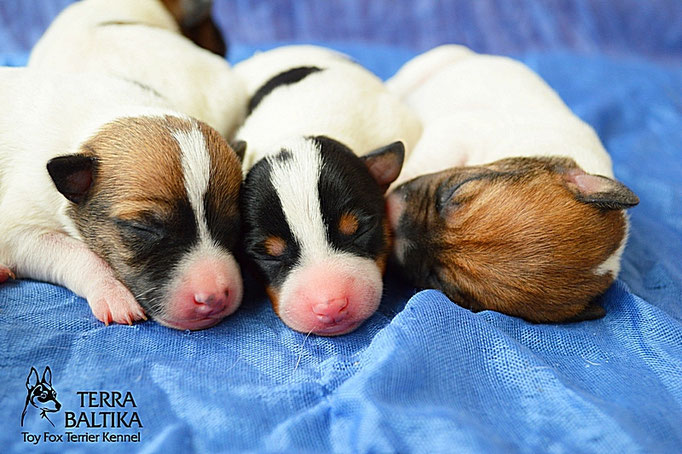 #тойфокстерьер #амертой #террабалтика #toyfoxterrier #terrabaltika #puppies #kennel
