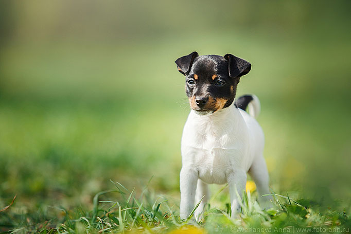 #тойфокстерьер #амертой #террабалтика #toyfoxterrier #terrabaltika #puppies #kennel