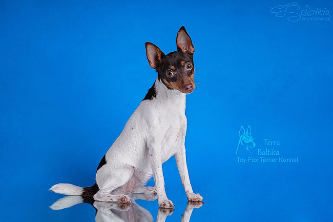 #тойфокстерьер #амертой #террабалтика #toyfoxterrier #terrabaltika #puppies #kennel