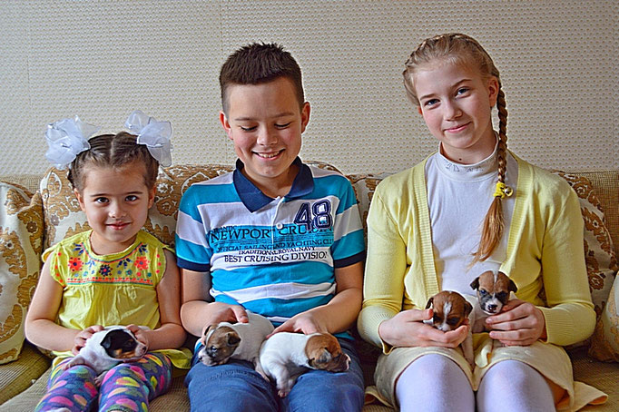 #тойфокстерьер #амертой #террабалтика #toyfoxterrier #terrabaltika #puppies #kennel