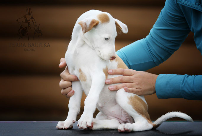 Поденко ибиценко, ибицкая борзая, ивисская борзая, ибизан, Podenco Ibicenco, Ibizan Hound, Terra Baltika, Терра Балтика