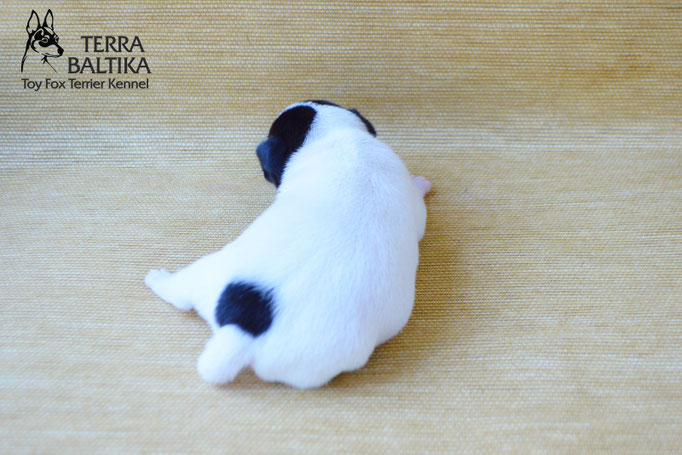 #тойфокстерьер #амертой #террабалтика #toyfoxterrier #terrabaltika #puppies #kennel