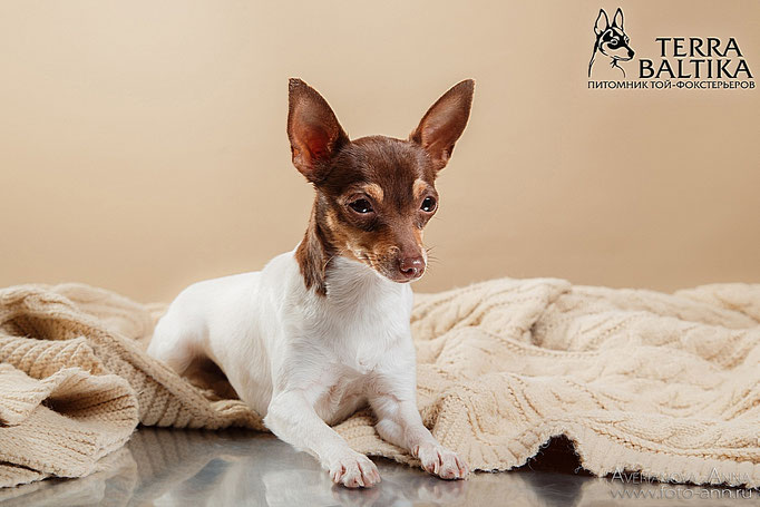 #тойфокстерьер #амертой #террабалтика #toyfoxterrier #terrabaltika #puppies #kennel