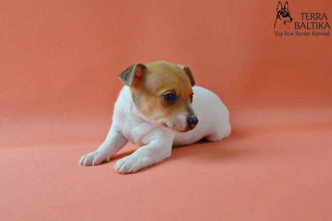 той-фокстерьер, той-фокс, амертой, американский той-фокстерьер, toy fox terrier, terra baltika, терра балтика