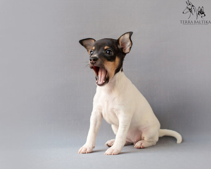 #тойфокстерьер #амертой #террабалтика #toyfoxterrier #terrabaltika #puppies #kennel
