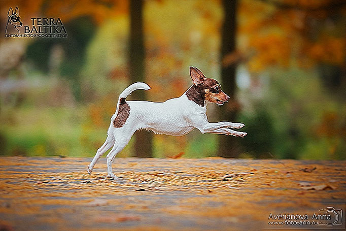 #тойфокстерьер #амертой #террабалтика #toyfoxterrier #terrabaltika #puppies #kennel
