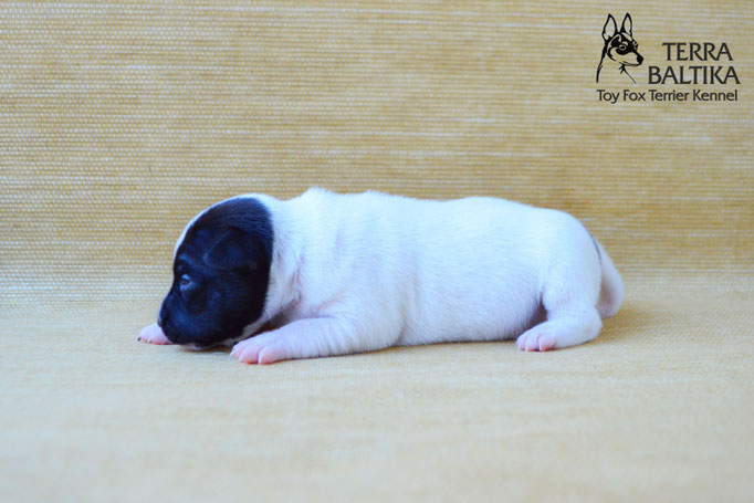 #тойфокстерьер #амертой #террабалтика #toyfoxterrier #terrabaltika #puppies #kennel