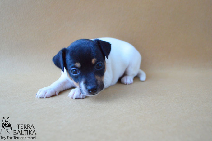 #тойфокстерьер #амертой #террабалтика #toyfoxterrier #terrabaltika #puppies #kennel #маленькаясобака #минипорода #маленькаяпородасобак #собачканамаленькихножках #американскийтойфокстерьер #тойфокс #americantoyfoxterrier