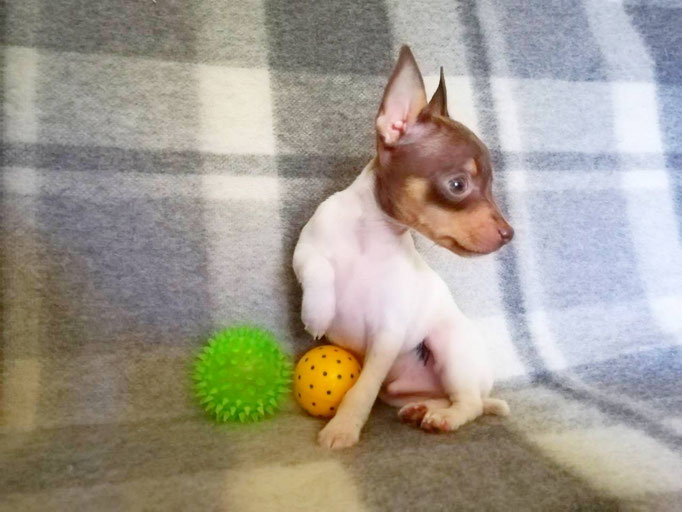 #тойфокстерьер #амертой #террабалтика #toyfoxterrier #terrabaltika #puppies #kennel