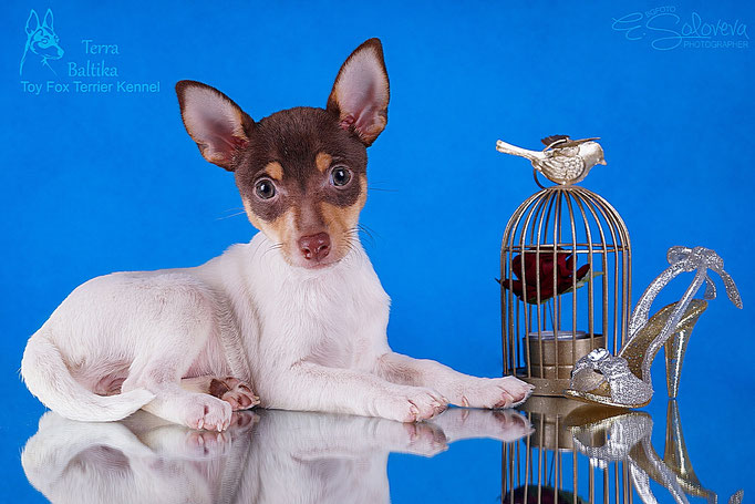 #тойфокстерьер #амертой #террабалтика #toyfoxterrier #terrabaltika #puppies #kennel
