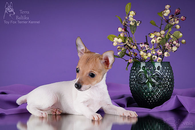 #тойфокстерьер #амертой #террабалтика #toyfoxterrier #terrabaltika #puppies #kennel