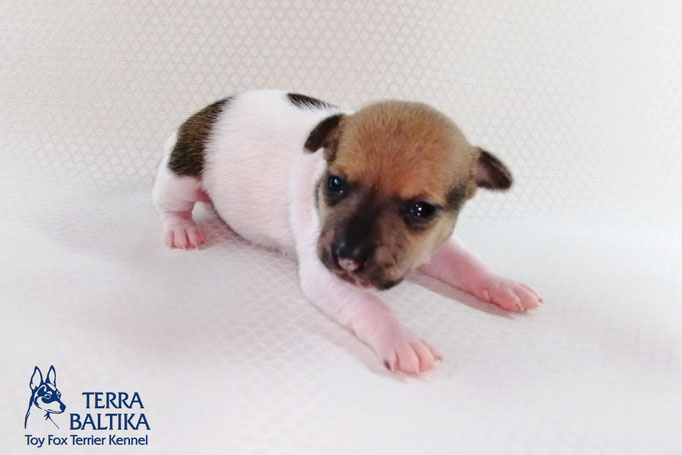 #тойфокстерьер #амертой #террабалтика #toyfoxterrier #terrabaltika #puppies #kennel #маленькаясобака #минипорода #маленькаяпородасобак #собачканамаленькихножках #американскийтойфокстерьер #тойфокс #americantoyfoxterrier