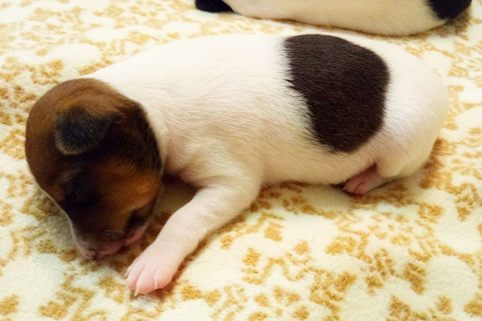 #тойфокстерьер #амертой #террабалтика #toyfoxterrier #terrabaltika #puppies #kennel