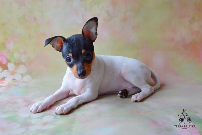 Той-фокстерьер, той-фокс, амертой, тфт, американский той-фокстерьер, Toy fox Terrier