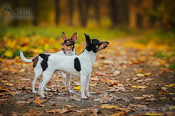 #тойфокстерьер #амертой #террабалтика #toyfoxterrier #terrabaltika #puppies #kennel