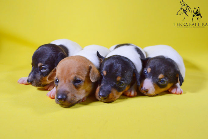 #тойфокстерьер #амертой #террабалтика #toyfoxterrier #terrabaltika #puppies #kennel