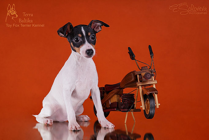 #тойфокстерьер #амертой #террабалтика #toyfoxterrier #terrabaltika #puppies #kennel