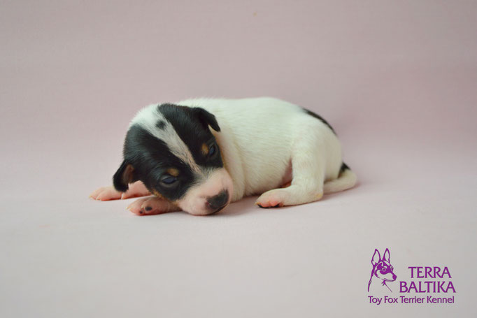 #тойфокстерьер #амертой #террабалтика #toyfoxterrier #terrabaltika #puppies #kennel #маленькаясобака #минипорода #маленькаяпородасобак #собачканамаленькихножках #американскийтойфокстерьер #тойфокс #americantoyfoxterrier